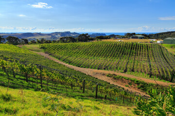 Fototapeta na wymiar Rows of grape vines in the vineyards of Waiheke Island, New Zealand