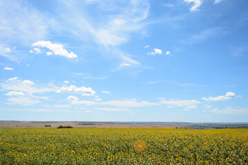 Sunflowers field against blue sky