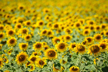 Sunflowers in the meadow close up