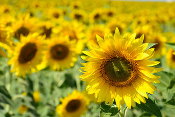 Fototapeta premium Sunflowers in the meadow close up