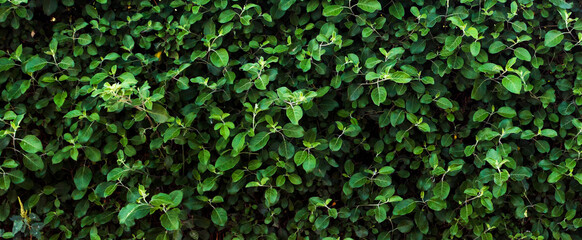 Green leaf texture. Leaf texture background on sunny day