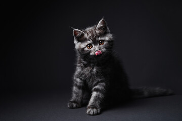 Fototapeta na wymiar Studio shot of adorable scottish black tabby kitten on dark background.