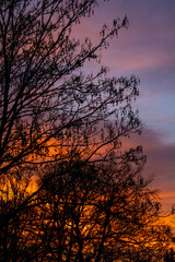 Winter Evening Sunset Behind Trees Autumnal Oranges