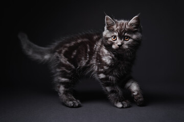 Fototapeta na wymiar Cute predator. Adorable scottish black tabby kitten on black background.