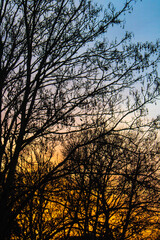 Obraz na płótnie Canvas Winter Evening Sunset Behind Trees Autumnal Oranges