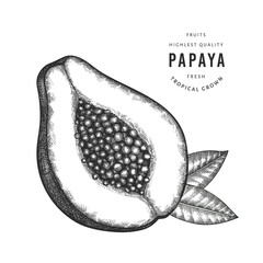 Hand drawn sketch style papaya. Organic fresh food vector illustration isolated on white background. Retro fruit illustration. Engraved style botanical picture.