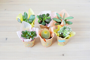 Succulents green house plants in tissue and kraft paper wrapping on wooden desk