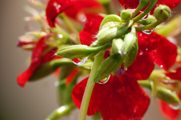 red flowers and rainy days, geraniums