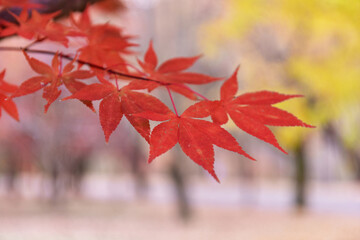 Naklejka na ściany i meble Autumn maple leaves in Hwayang-gugok, Korea