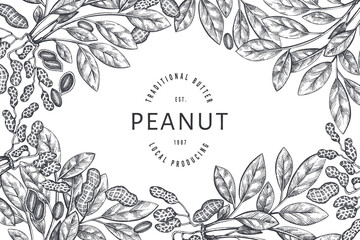 Hand drawn peanut branch and kernels design template. Organic food vector illustration on white background. Retro nut background. Engraved style botanical picture.