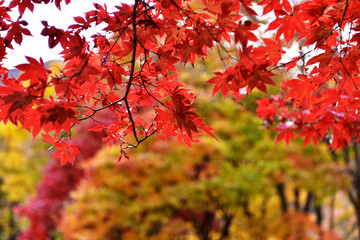 Autumn maple leaves in Hwayang-gugok, Korea
