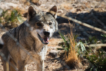 Eurasian gray wolf in lobo park malaga