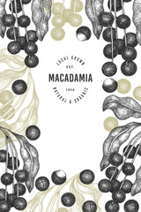 Hand drawn macadamia branch and kernels design template. Organic food vector illustration on white background. Retro nut illustration. Engraved style botanical banner.