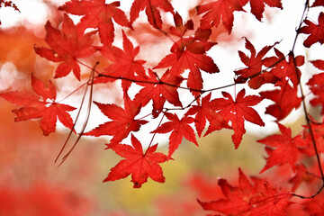 Autumn maple leaves in Hwayang-gugok, Korea