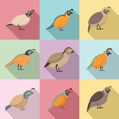 Quail icons set. Flat set of quail vector icons for web design