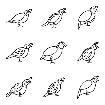 Quail bird icons set. Outline set of quail bird vector icons for web design isolated on white background