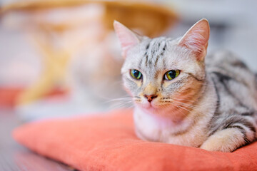 Sleepy cat on a pillow.