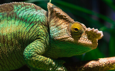 Close up of a chameleon in malaga zoo