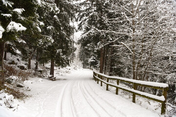 Naklejka premium bosco foresta innevata inverno abeti pini larici neve inverno freddo boschi albero natale 