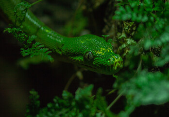 green snake in a tree in malaga zoo