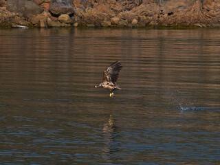 Majestic white-tailed eagle (haliaeetus albicilla) catching fish with claws in front of the rocky coast of Austvågøya island, Lofoten, Norway with spraying water and reflection.