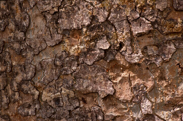 Tree bark of a giant forest plant