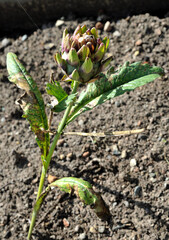 Artichoke prickly or sown (Cynara scolymus) in garden