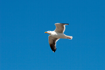 Fototapeta premium seagull in the sky