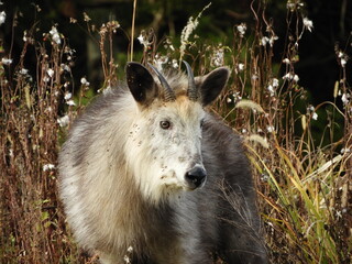 二ホンカモシカ