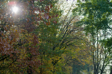Sunburst through rural autumn or fall trees