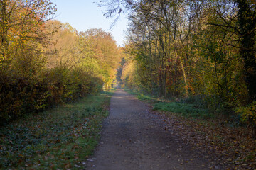 Quiet tree lined country road in autumn