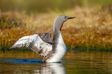 Sterntaucher (Gavia stellata)