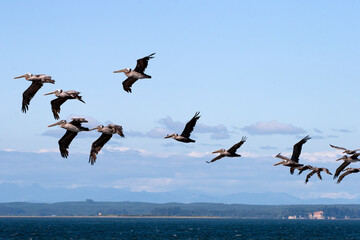 pelicans in flight