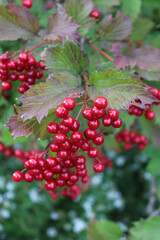 viburnum berries
