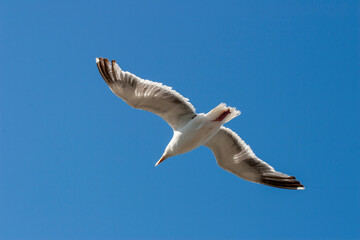 seagull flying in the sky