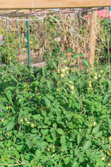 Fototapeta na wymiar Vertical growing load of cherry tomatoes fruits and flowers on twine string at community garden near Dallas, Texas, US