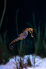 Seahorse or hippocampus (genus Hippocampus), marine fish belonging to the Syngnathidae family swimming with marine vegetation behind	