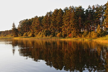 Beautiful Golden forest pine trees in perspective on river bank in yellow sunset sunshine light near calm water surface, Russian natural landscape view at Sunny summer evening, outdoor environment