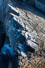 European shag or common shag (Phalacrocorax aristotelis), 