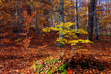 Autumn forest trees for natural autumn background
