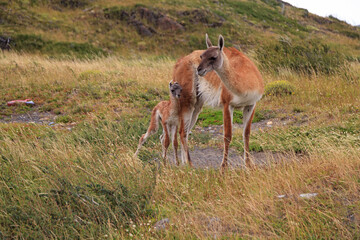 Guanako Mutter mit Baby