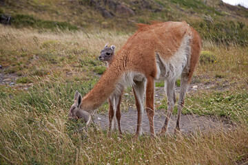 Guanako Mutter mit Baby