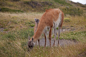 Guanako Mutter mit Baby