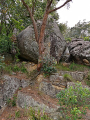 Fototapeta premium A lone tree on a cliff with holding back a giant rock, new south wales, australia