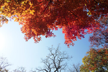 Autumn leaves on the stone wall road in Deoksugung, Korea