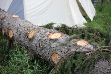 Fallen pine tree trunk next to a camping tent in a Russian forest glade after tornado at summer day