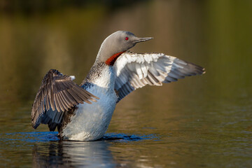 Sterntaucher (Gavia stellata)