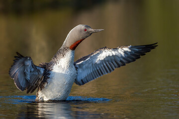 Sterntaucher (Gavia stellata)
