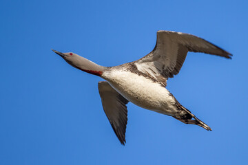 Sterntaucher (Gavia stellata)