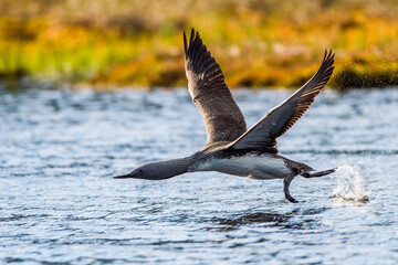 Sterntaucher (Gavia stellata)